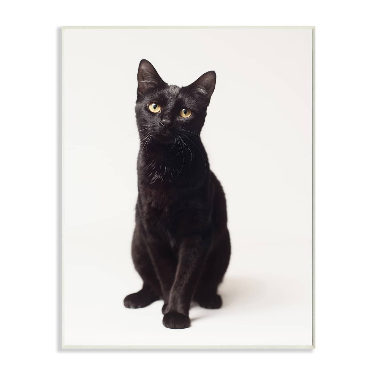 Stupell Industries Cute Black Cat Expressive Eyes Pet Portrait Wall Plaque